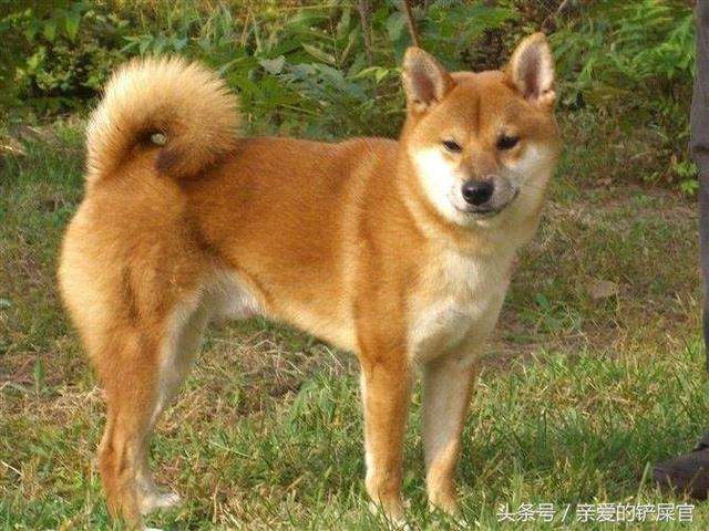 狗狗心事2