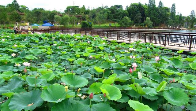 四季养生之关键