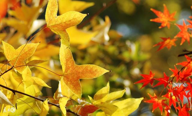 落叶跳舞手工（落叶跳舞手工作品）