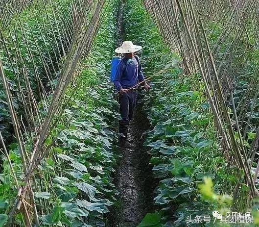 农业部公告硫丹、灭多威和毒死蜱等农药限制使用和定点经营8