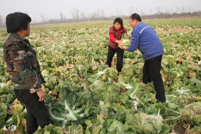 老汉种白菜很郁闷，越浇水叶子越干3