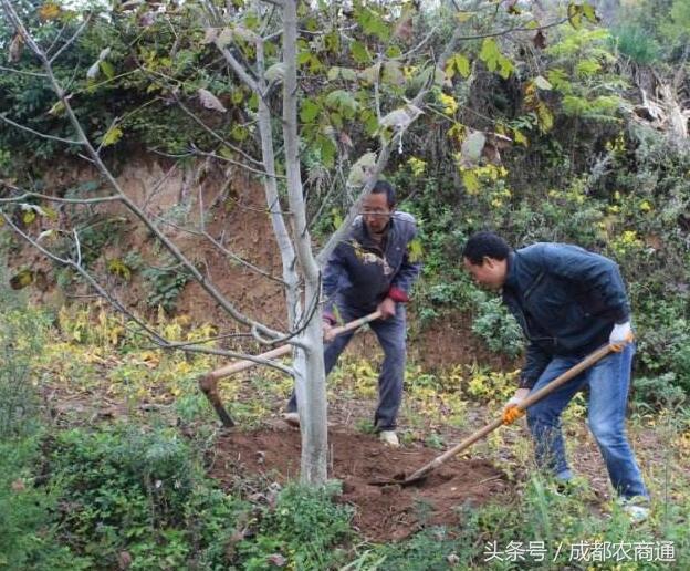 核桃突然变黑的两大“凶手”原来是它们！2