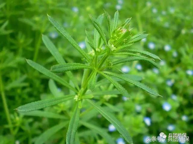 冬小麦化学除草技术及注意的问题4