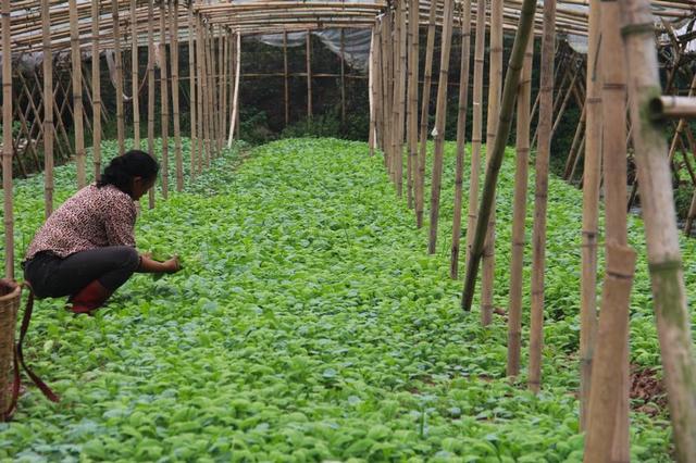 用了多年农药、铜制剂，还不知道能增产7