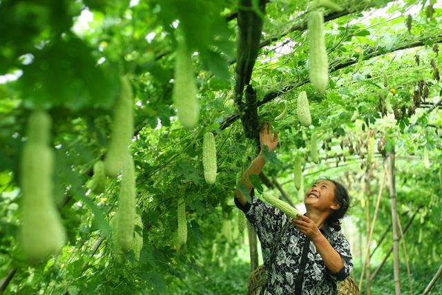 用了多年农药、铜制剂，还不知道能增产5