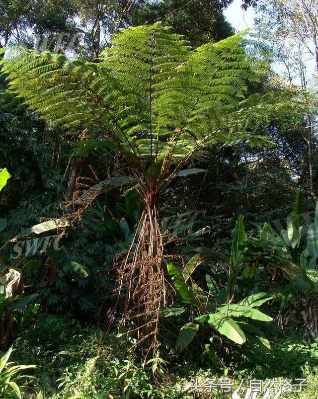 植物活化石有哪些