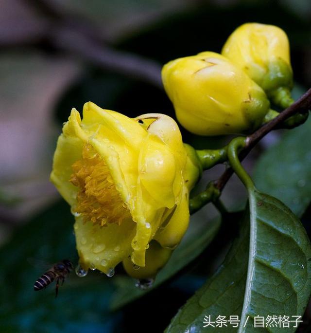 植物活化石