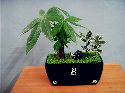 鱼缸BY阿司匹林 鱼缸BY阿司匹林（鱼缸byspiral） 生活
