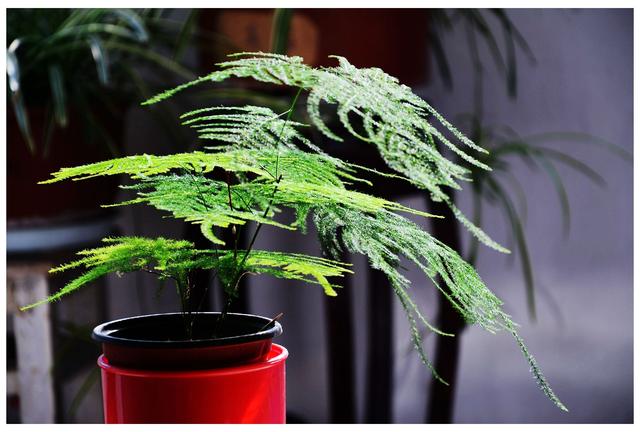 鱼缸BY阿司匹林 鱼缸BY阿司匹林（鱼缸byspiral） 生活