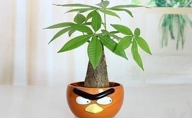 鱼缸BY阿司匹林 鱼缸BY阿司匹林（鱼缸byspiral） 生活