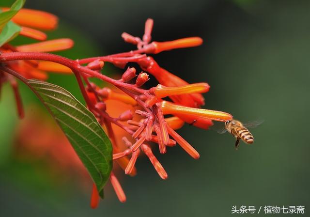 希茉莉