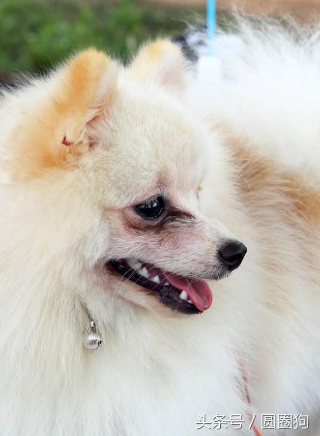 松鼠犬 松鼠犬(松鼠犬图片) 创业融资