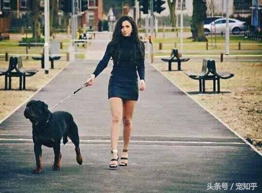 防暴犬厉害吗