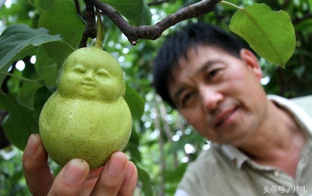 《西游记》里的人参果很多人听说过但是没见过,近日,河北魏县魏城镇