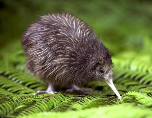 免费干货-狓怎么读音是什么(獾加狓的正确读音)-文章知识网