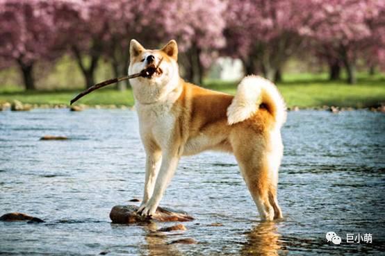 秋田犬