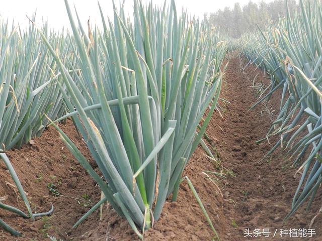 大葱地除草，既安全又彻底，这种方法效果最好3