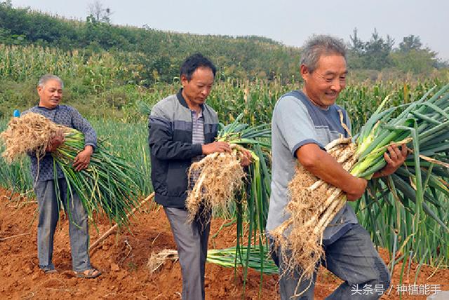 大葱地除草，既安全又彻底，这种方法效果最好7