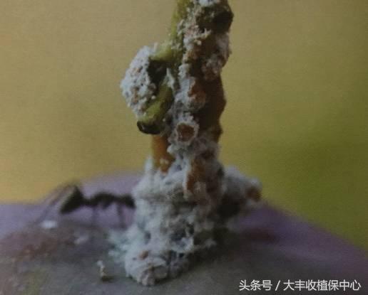 芒果上常见的这几种介壳虫，4个防治关键点请收下！11