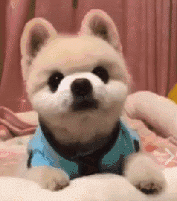 犬俊介君