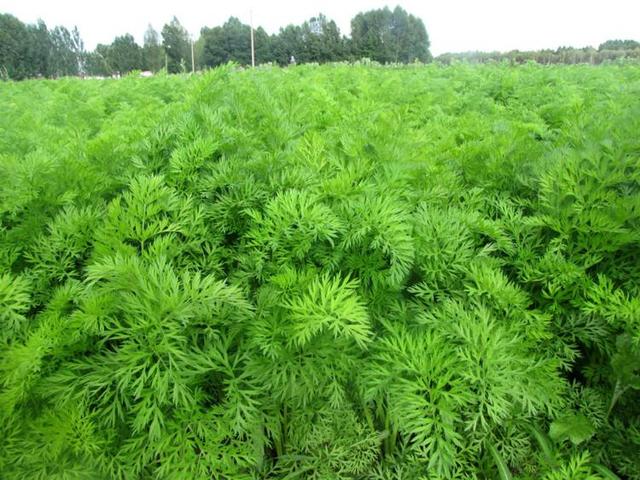 樱子肉拌胡萝卜（胡萝卜樱子也好吃）(1)