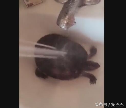 乌龟洗澡