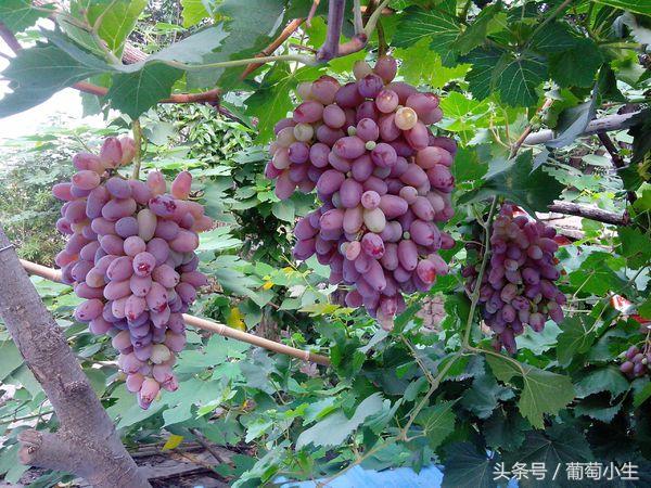果农直呼不知道！多效唑与矮壮素在葡萄上的区别！