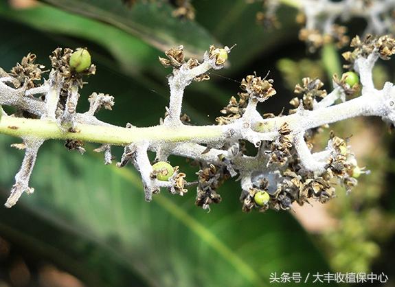 所有人 芒果花果期遭遇白粉病，必须重点防治！（附方案）3