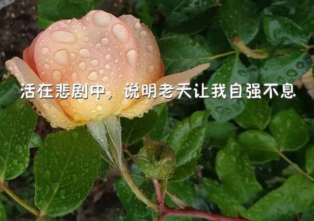 早安励志心语190324：生活中要用羡慕的力量，激励自己拼搏实现梦想