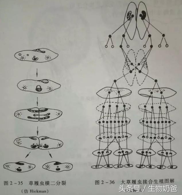 草履虫的结构