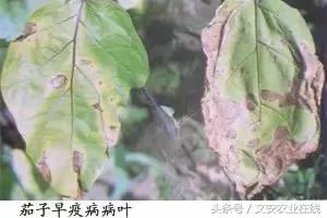 茄子13种叶部病害汇集1