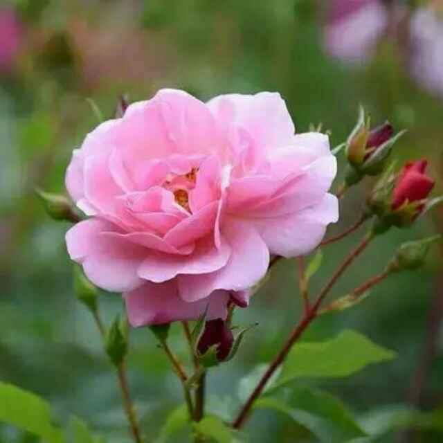 王泽浩妈妈头像