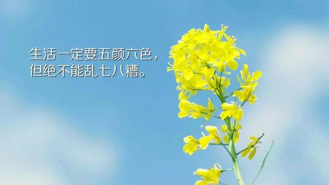 早安心语正能量171116：宁可拼死不能闲死，宁可碰壁不能观壁