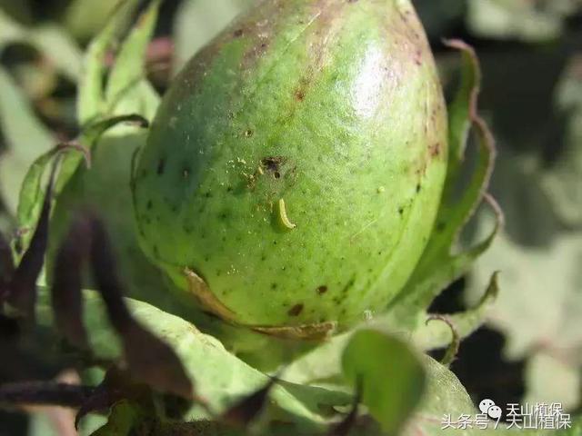 防虫高手给您推荐两遍防治棉铃虫技巧3