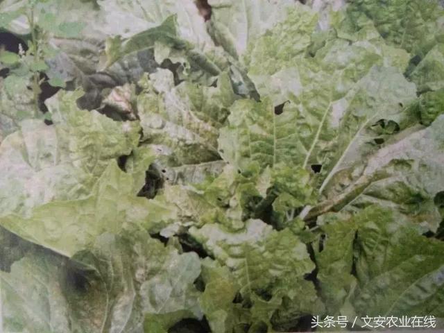 超全！19种大白菜病虫害大汇集（46张高清图）14