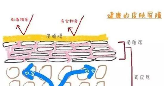 QV身体乳安全吗