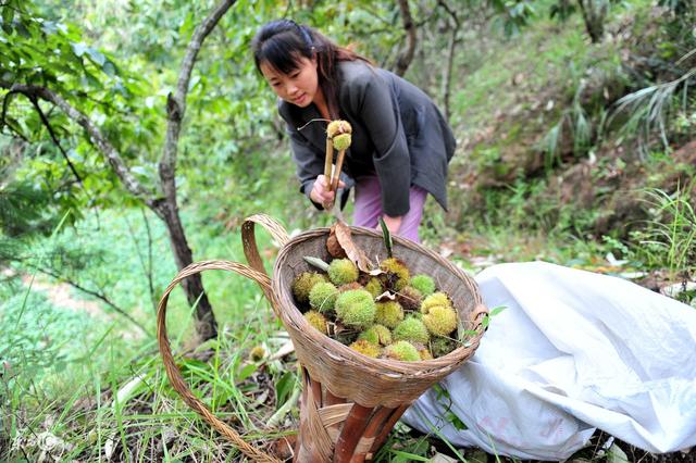 银杏是什么