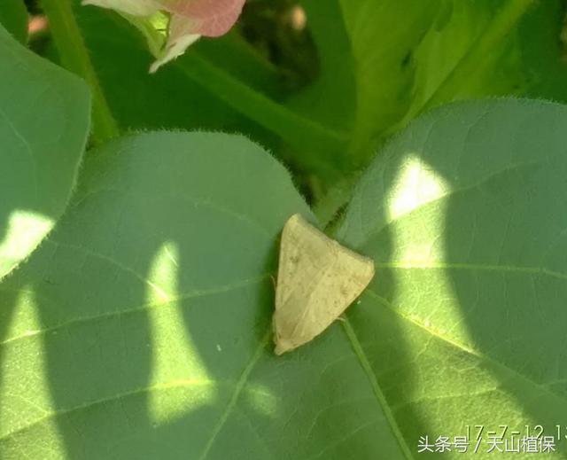 说说棉花田最大个体的虫害，棉铃虫！3