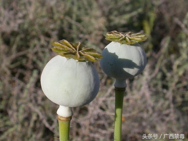 鸦片花