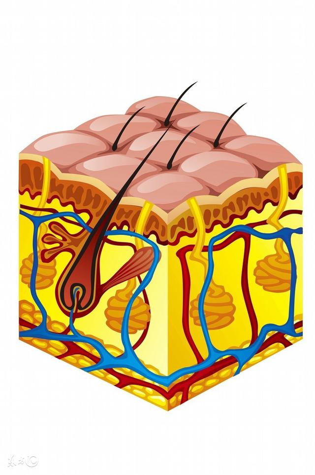 毛囊角化会褪皮吗