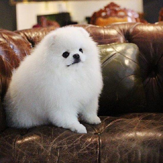 好看的博美犬造型,这只叫kobe的博美犬有多美