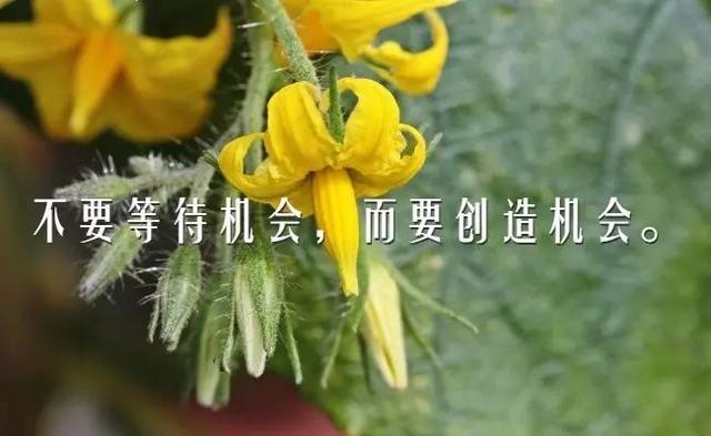 早安励志心语180715：大地光芒是太阳给予，你的光芒需要自己照耀