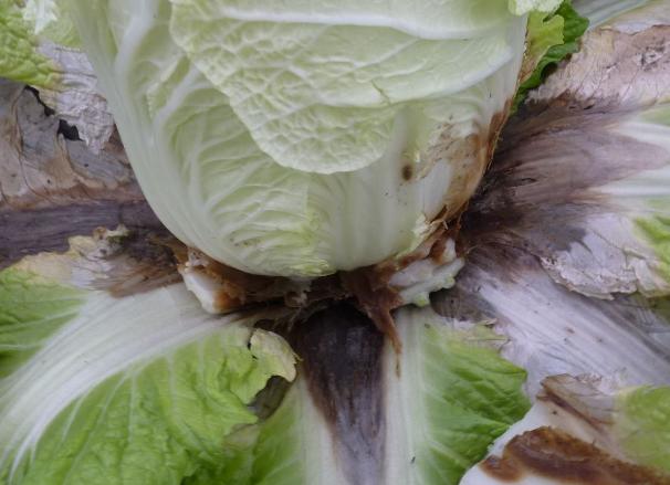 白菜根腐病防治 参考-农资百科网