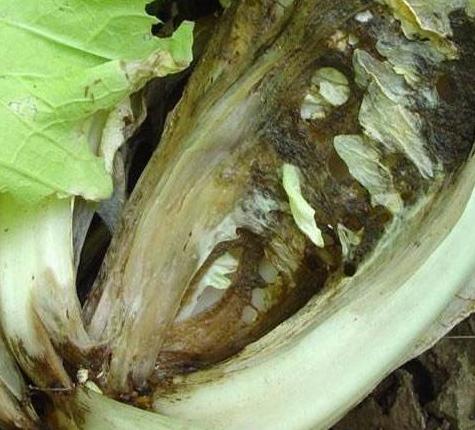 白菜根腐病防治 参考-农资百科网