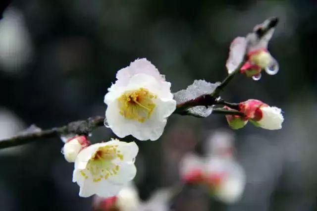 大雪节气：致我最在乎的人