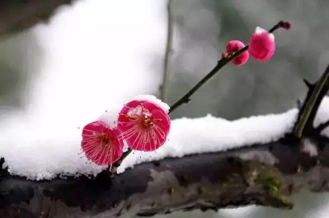 大雪节气：致我最在乎的人