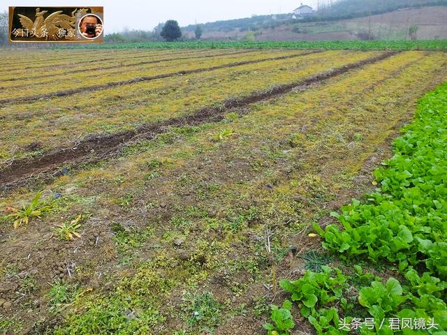 湖北宜昌：农民使用除草剂除草，毫不手软！除草剂有哪些危害？5