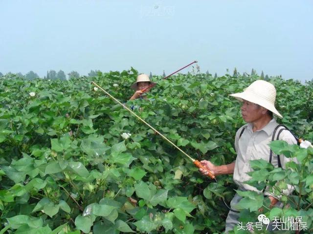 简述棉花生长调节剂之缩节胺（甲哌嗡）2