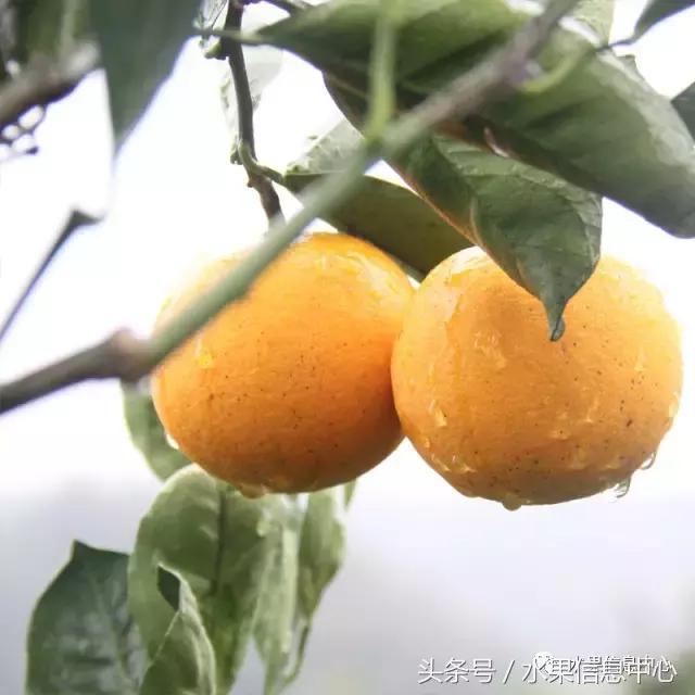 橙子产地 橙子产地（橙子产地主要在哪个省） 生活