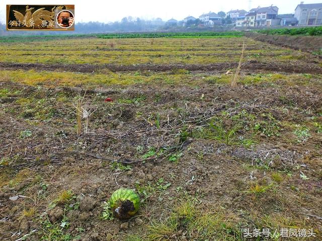 湖北宜昌：农民使用除草剂除草，毫不手软！除草剂有哪些危害？6